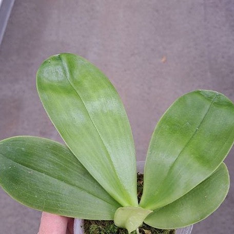 Phalaenopsis Lyndon Mix Zebra '822' 2.5"