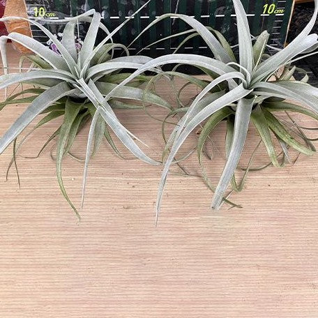 Tillandsia xerographica bareroot