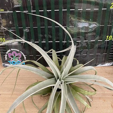 Tillandsia xerographica bareroot