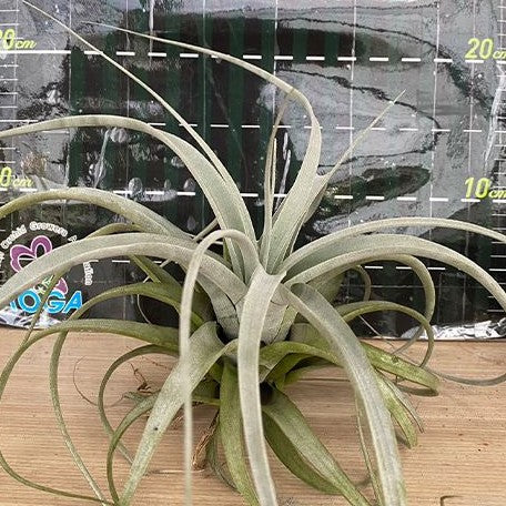 Tillandsia xerographica bareroot