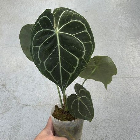 Anthurium Clarinervium 3.0"