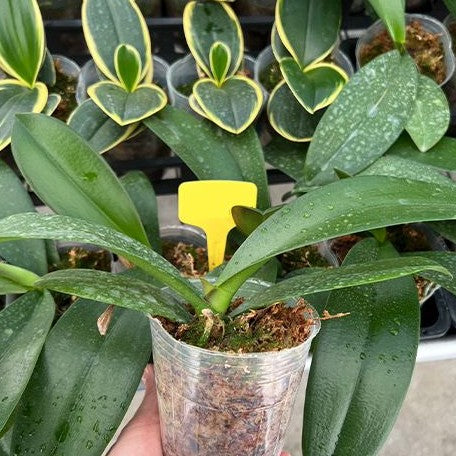 Phalaenopsis Miki Crystal '52' 3.0"