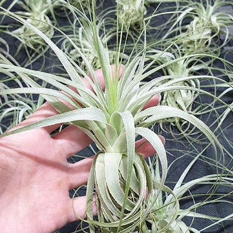 Tillandsia gardneri bareroot