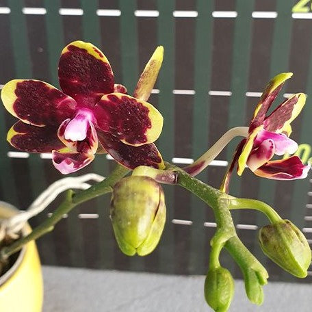 Phalaenopsis Miki Book Boy 2.5"