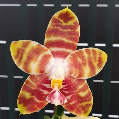 Phalaenopsis Yaphon Nicegirl 2.5"