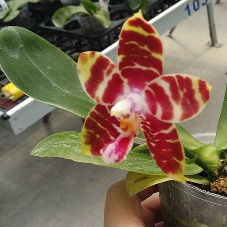 Phalaenopsis Yaphon Nicegirl 2.5"