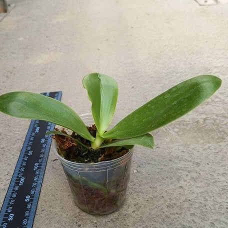 Phalaenopsis Lyndon Mix Zebra '817' 2.5" Fragrant