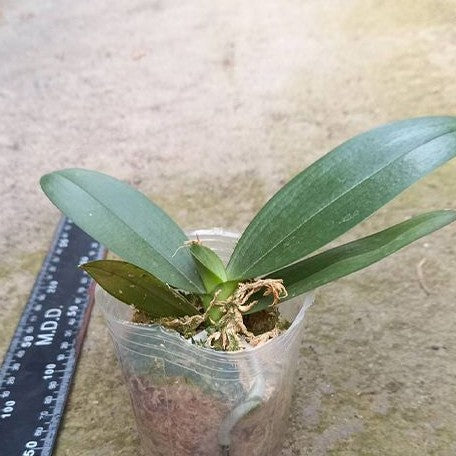 Phalaenopsis amabilis '4N' 2.5"