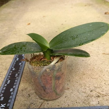 Phalaenopsis amabilis '4N' 2.5"