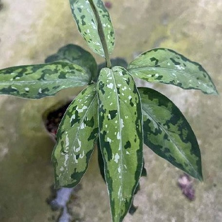 Aglaonema pictum tricolor 'Star Spot' variegated 2.5"