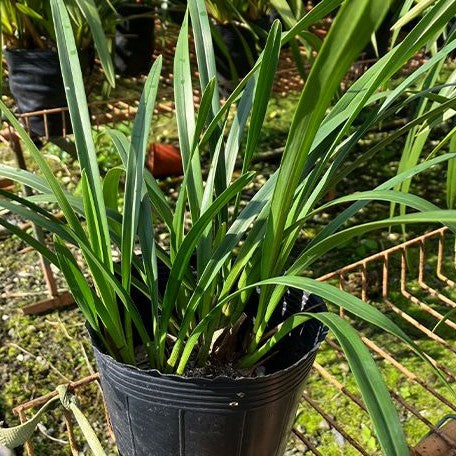 Cymbidium unknown hybrid 'Nothodoritis17' 4.0"