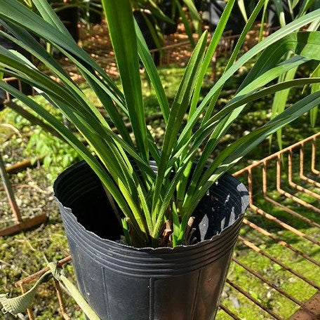 Cymbidium unknown hybrid 'Nothodoritis17' 4.0" Fragrant