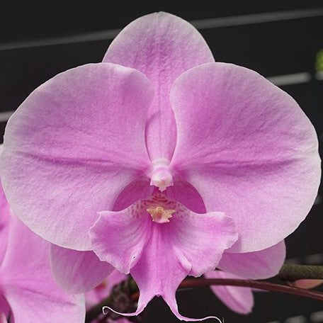 Phalaenopsis Miki Ribbon '113' 2.5"