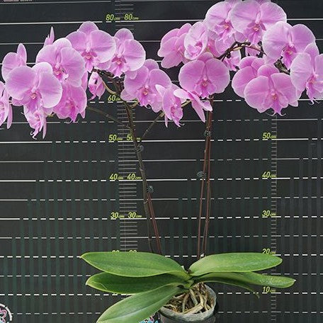 Phalaenopsis Miki Ribbon '113' 2.5"