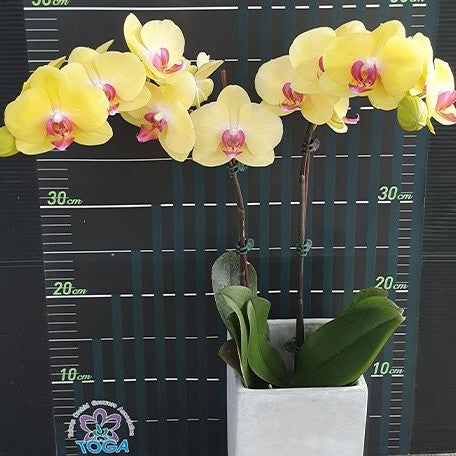 Phalaenopsis Fuller's Sunset '109' 2.5"