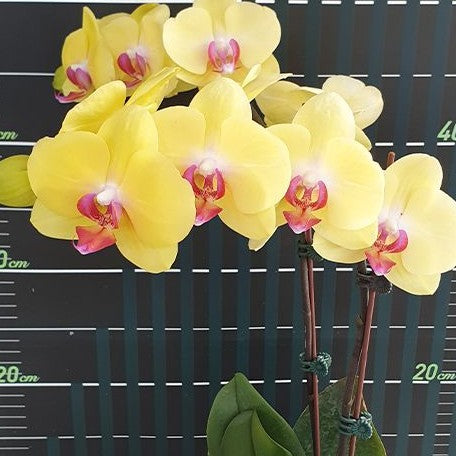 Phalaenopsis Fuller's Sunset '109' 2.5"