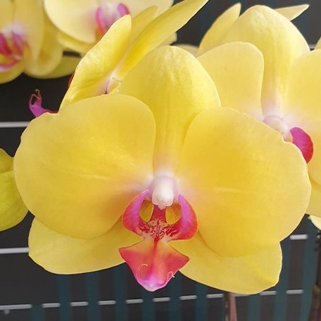 Phalaenopsis Fuller's Sunset '109' 2.5"