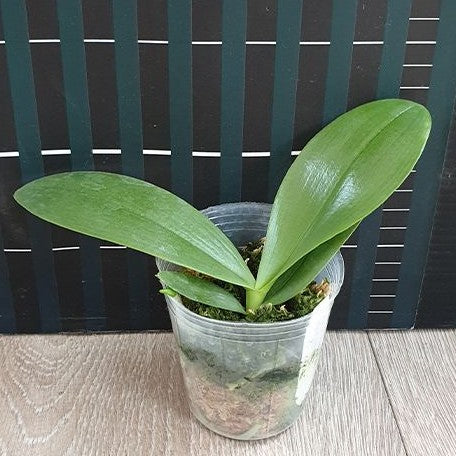 Phalaenopsis Mok Choi Yew '693' 2.5"