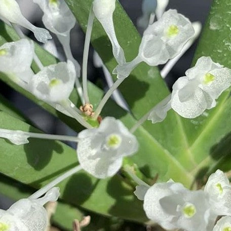 Podangis dactyloceras × sib 1.7"