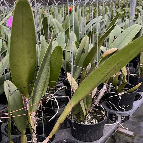 Rhyncholaeliocattleya Pastoral Innocence FCC/AOS 4.0" Fragrant