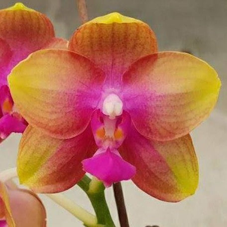Phalaenopsis Allura 'AL's Rainbow' 2.5"