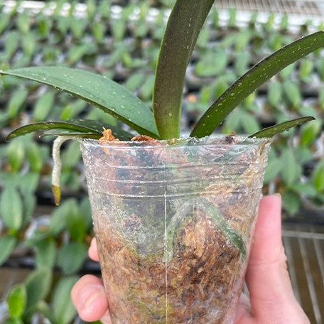Phalaenopsis Sogo Yellowtris (peloric 3 lips) 2.5"