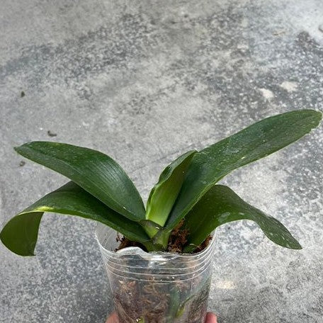 Phalaenopsis Sogo Shito 3.0" *On Hand*