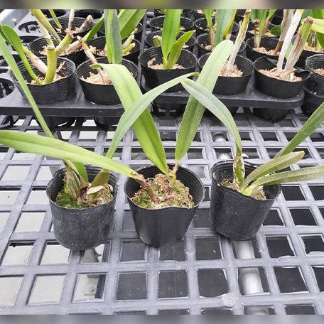 Laelia perrinii × sib 2.5"