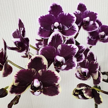 Phalaenopsis I Hsin Black Soot 'Splash' 2.5"