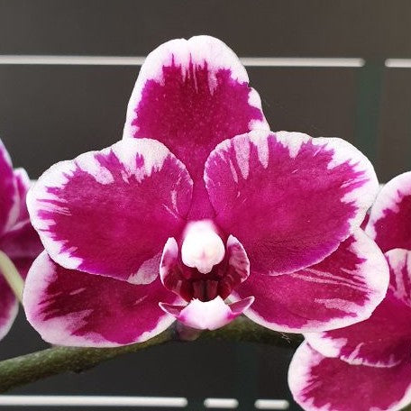 Phalaenopsis I Hsin Black Soot 'Splash' 2.5"