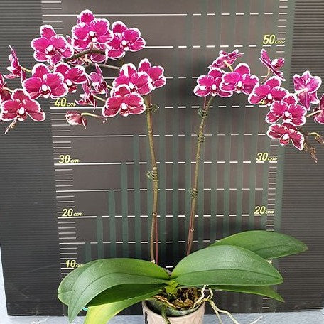 Phalaenopsis I Hsin Black Soot 'Splash' 2.5"