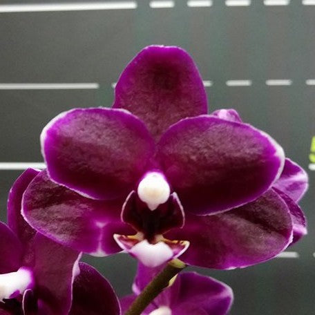 Phalaenopsis I Hsin Black Soot 'Splash' 2.5"