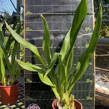 Grammatophyllum scriptum var. Citrinum (variegata) variegated 4.0"