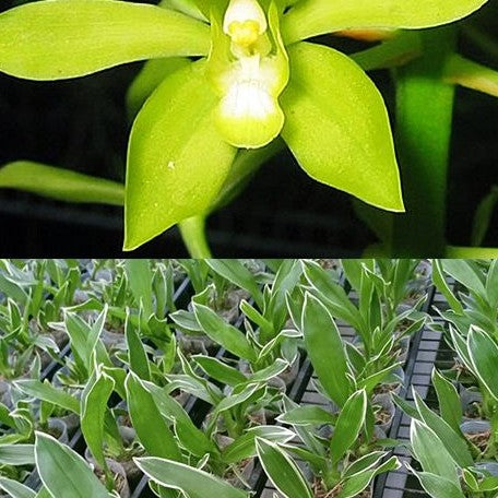 Grammatophyllum scriptum var. Citrinum (variegata) variegated 4.0"