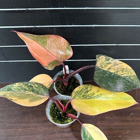 Philodendron Strawberry Shake variegated 2.5" *On Hand*