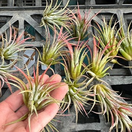 Tillandsia ionantha 'Peach' bareroot