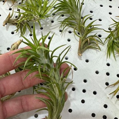 Tillandsia araujei bareroot