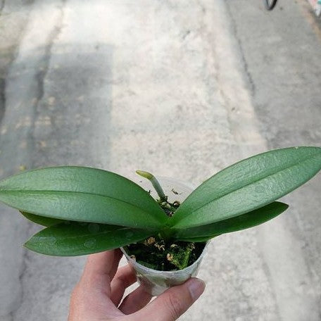 Phalaenopsis Hatuyuki 'Pink' 2.5"