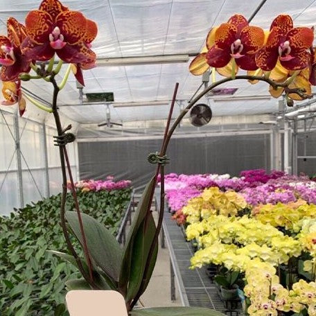 Phalaenopsis GC Reyoung Lava 2.5"