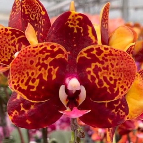 Phalaenopsis GC Reyoung Lava 2.5"