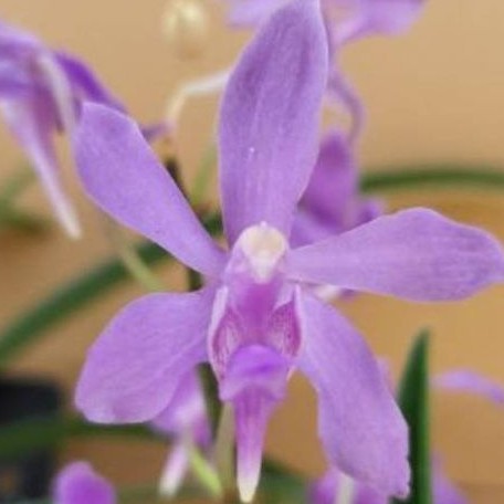 Vanda Darwinara Charm 'Blue Star' × Parap. laycockii bareroot