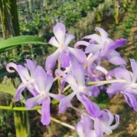 Vanda falcata × Rhynchostylis coelestis 'Blue' bareroot