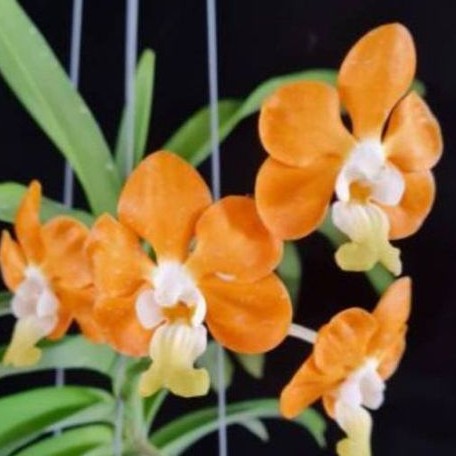 Vanda denisoniana 'orange' × sib bareroot