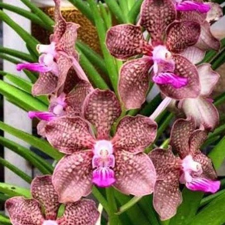 Vanda Mini Palmer bareroot