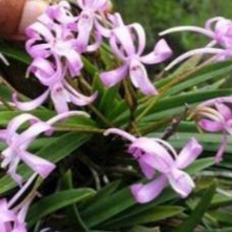 Vanda falcata 'Koto' bareroot