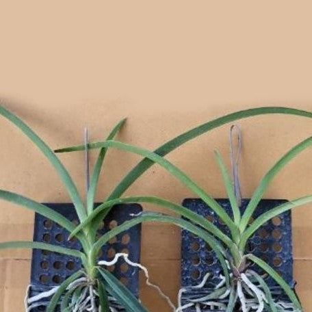 Vanda Darwinara Charm 'Blue Star' × Parap. laycockii bareroot