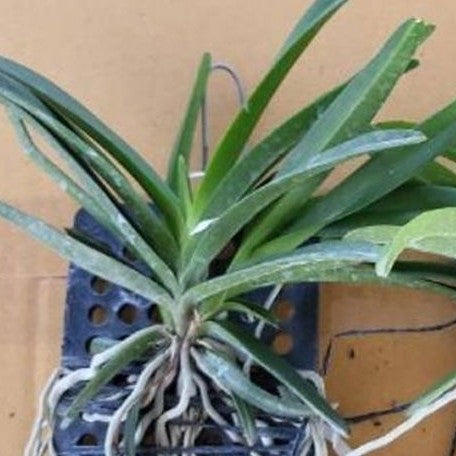 Vanda falcata × Rhynchostylis coelestis 'Blue' bareroot