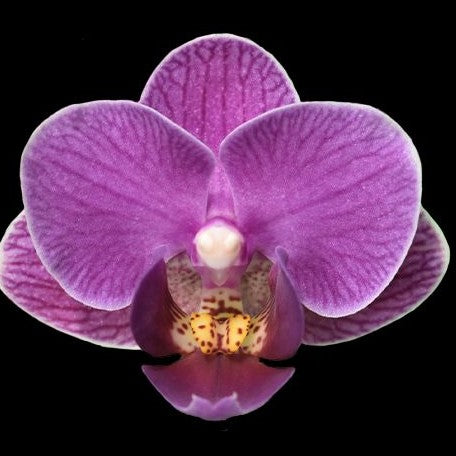 Phalaenopsis Younghome Purple Pinky '0702' 2.5"