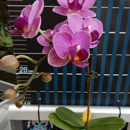 Phalaenopsis Younghome Purple Pinky '0702' 2.5"