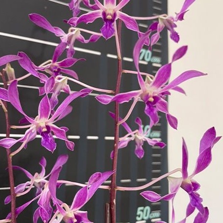 Dendrobium Panavee 1.7"